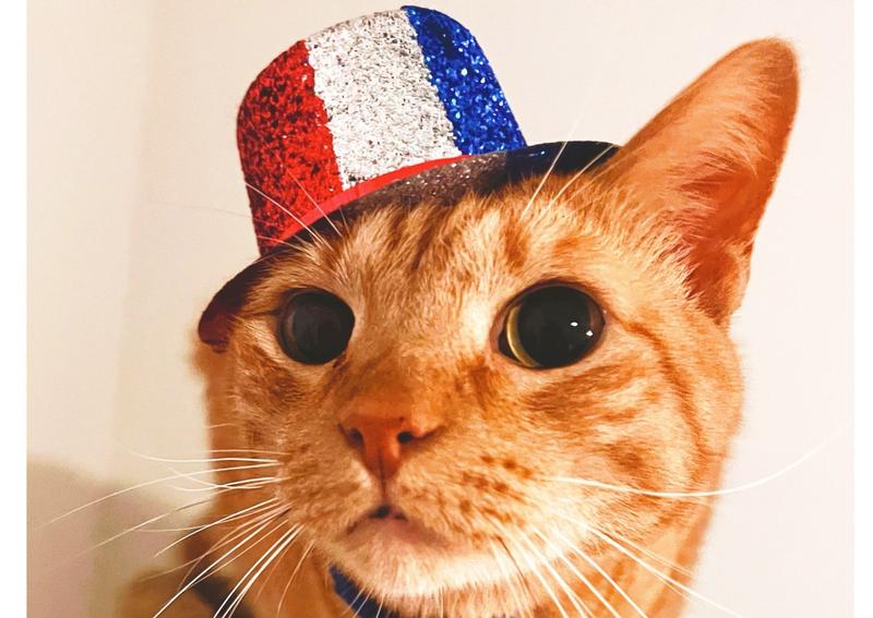 Bayshore Animal Hospital North Fort Myers veterinarians